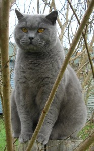 Att köpa katt 1