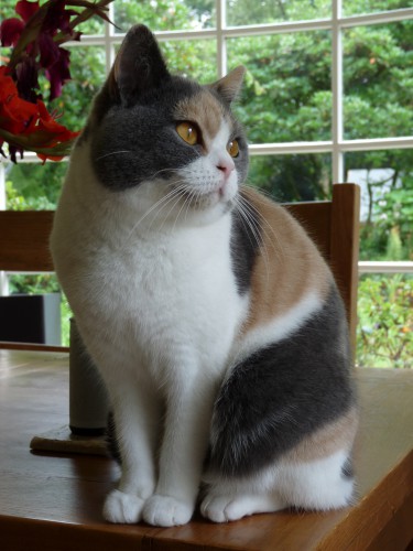 Att köpa katt