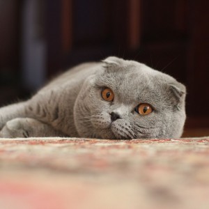 1024px-Adult_Scottish_Fold