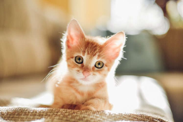 Kattsäkra hemmet