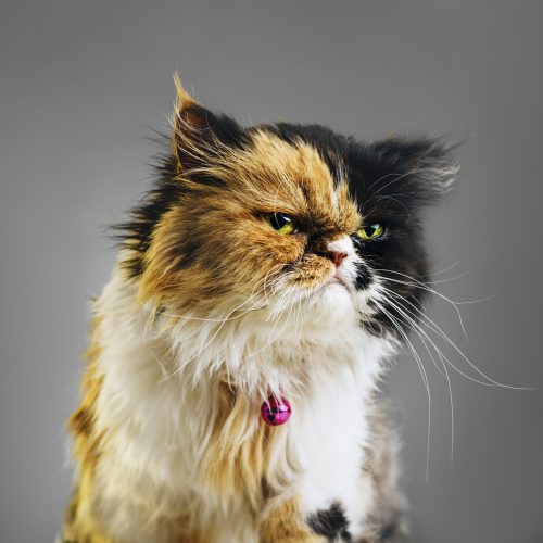 Katter finns i flera olika raser