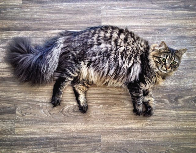 Katten som ibland beter sig som en hund