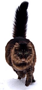 En Maine coon ståtar med sin yviga svans