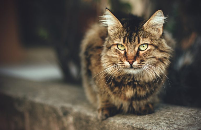 Att tänka på vid kattskötsel