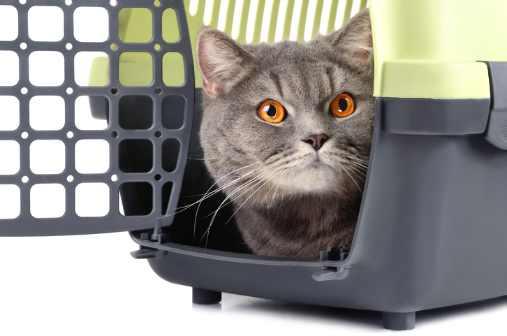 Att resa med din katt